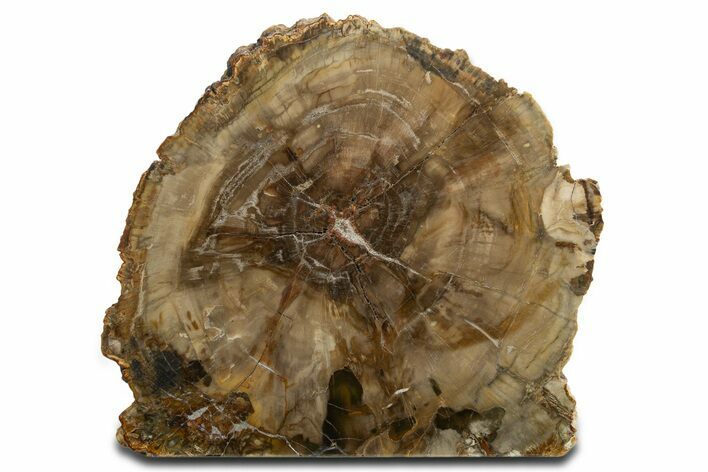 Colorful Polished Triassic Petrified Wood Stand-Up - Utah #344110